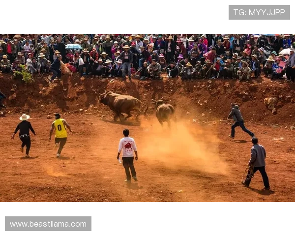 优质真人斗牛网址汇总助你轻松找到最受欢迎的线上斗牛娱乐平台